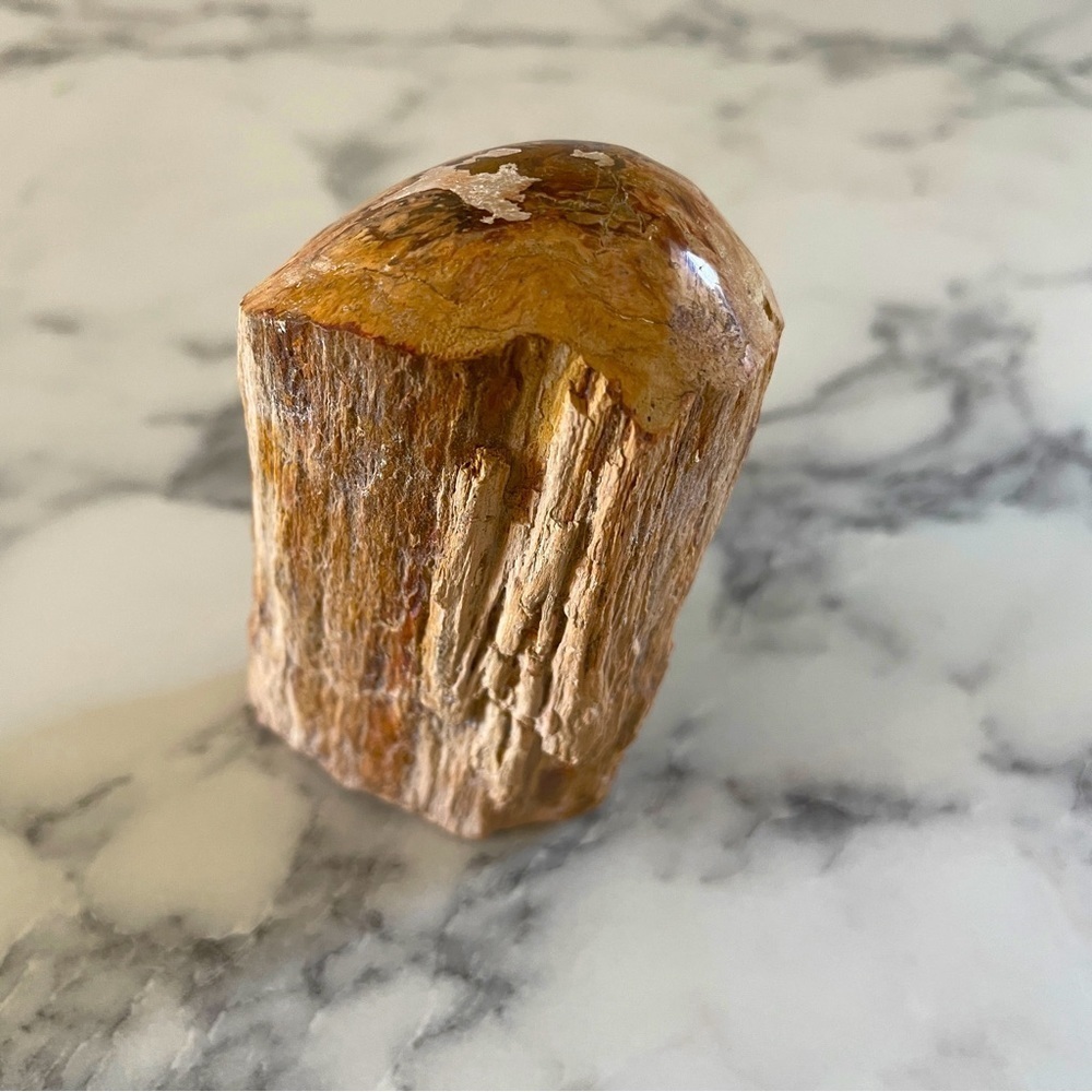 Petrified Wood